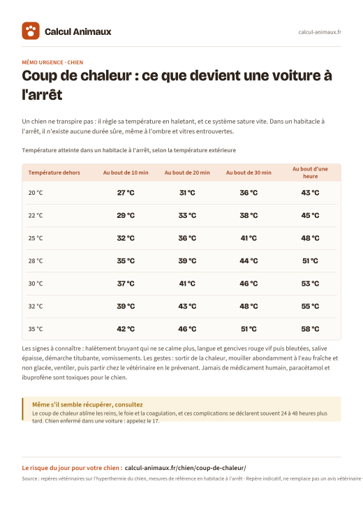 Infographie Calcul Animaux : Coup de chaleur du chien