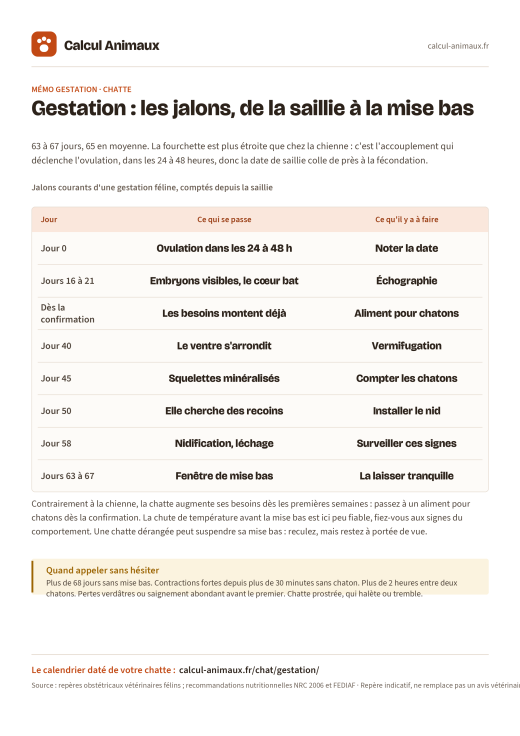 Infographie Calcul Animaux : Gestation de la chatte
