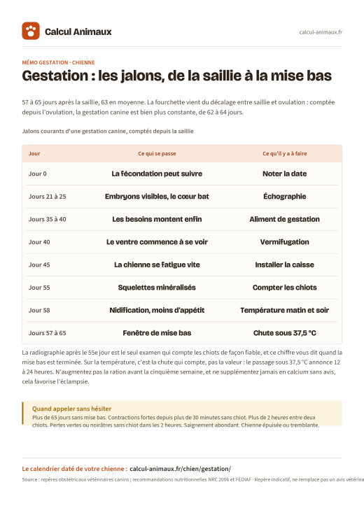 Infographie Calcul Animaux : Gestation de la chienne