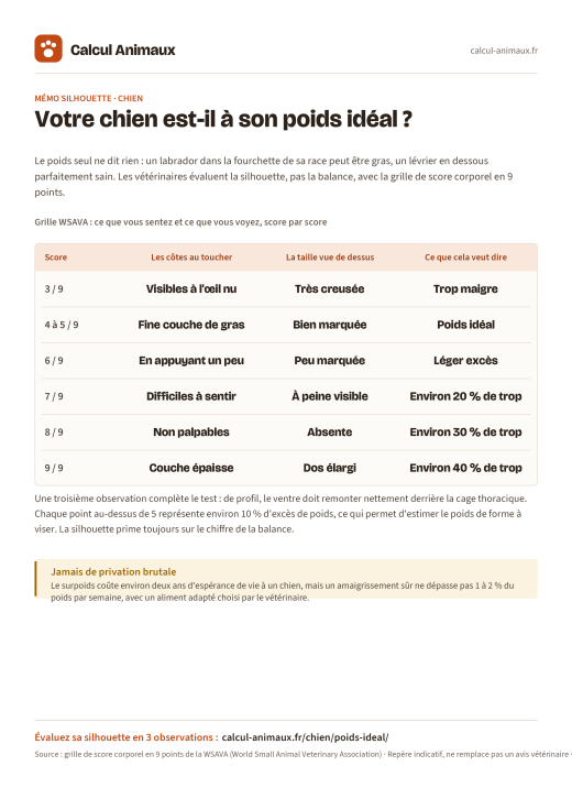 Infographie Calcul Animaux : Poids idéal du chien