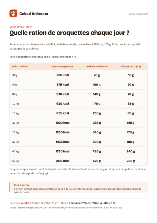 Infographie Calcul Animaux : Ration quotidienne du chien